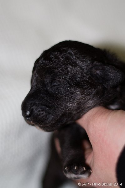 2014-02-09 Welpen Svet & Ruby-1594.jpg - Day 7